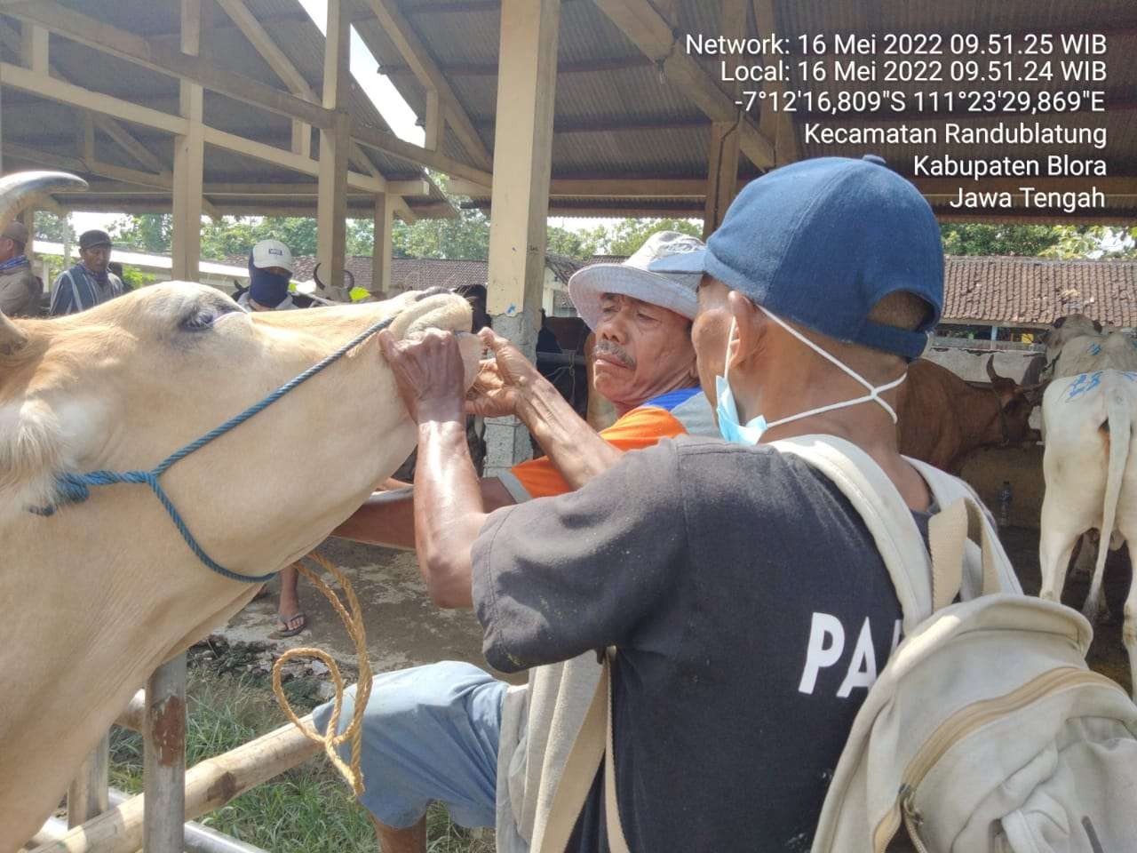 Pemeriksanaan hewan di Pasar Randublatung oleh petugas kesehatan hewan Blora, Senin 16 Mei 2022. (Foto: dok. DP4 Kabupaten Blora)