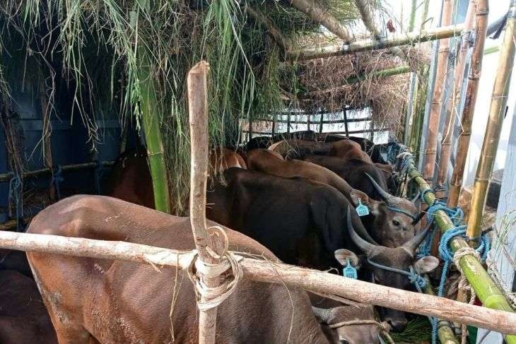 Sapi asal Kupang, NTT yang ada di Pelabuhan Tanjung Perak Surabaya. (Foto: Ant)