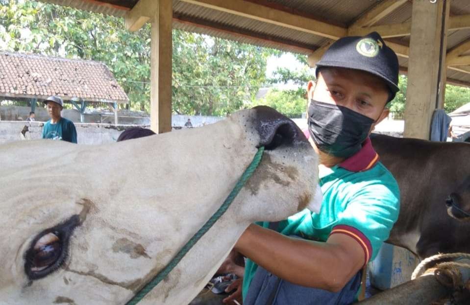 Foto: Pemeriksanaan hewan di Pasar Randublatung oleh petugas kesehatan hewan Blora, Senin 16 Mei 2022.  (Dok.Dinas Pangan, Pertanian, Peternakan, dan Perikanan (DP4) Kabupaten Blora)