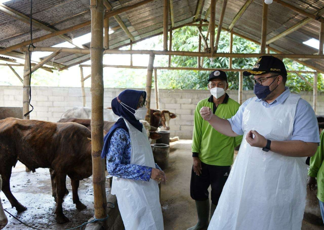 Bupat Kediri Mas Dhito mengecek ternak sapi. (Foto: Istimewa)