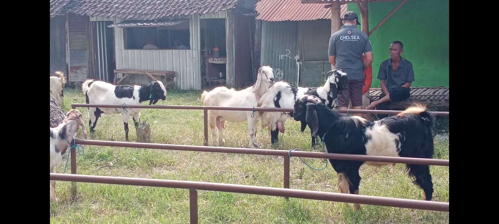 Kondisi pasar hewan di Kota Batu, Jawa Timur. (Foto: istimewa)