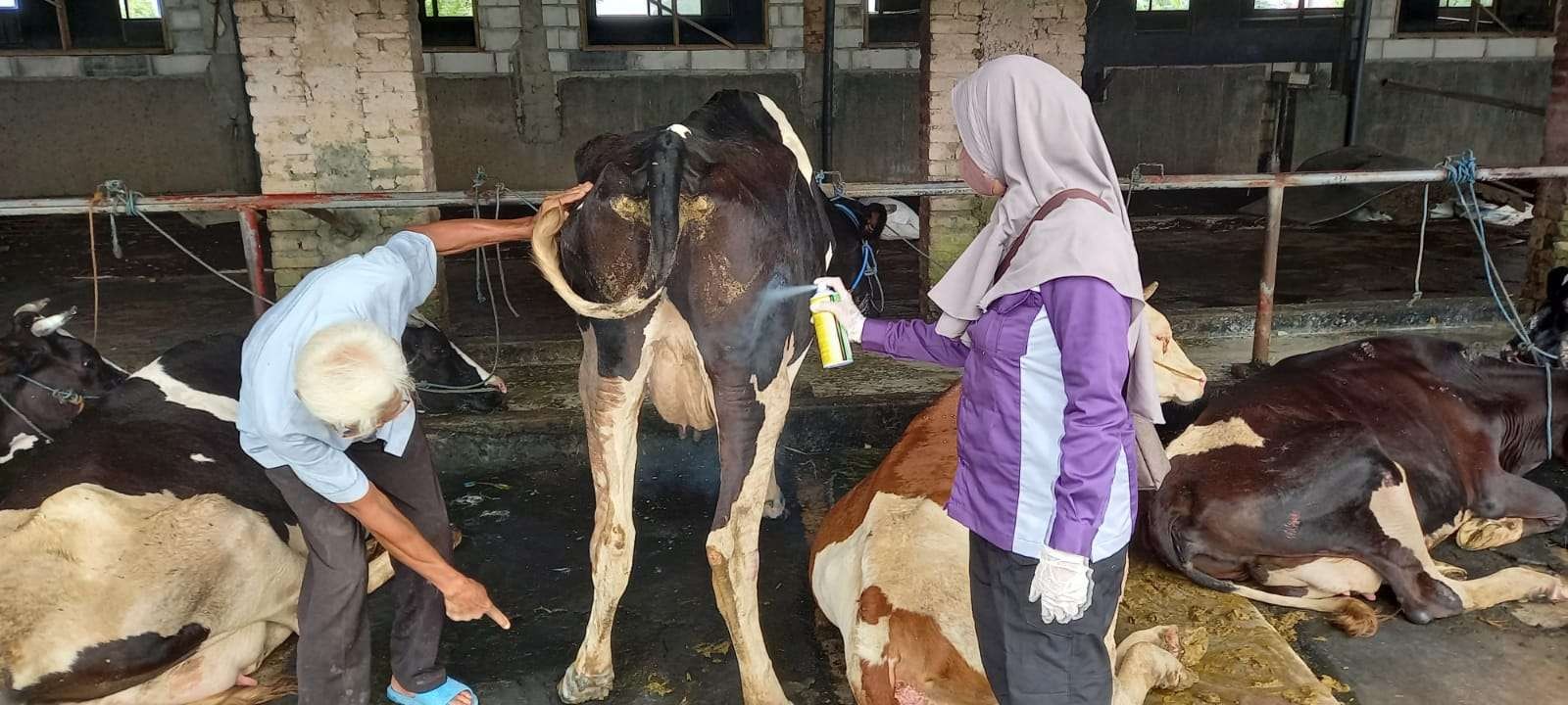 Salah satu contoh penyemprotan disinfektan ke sapi yang terdampak penyakit mulut dan kuku atau PMK. (Foto: Istimewa)