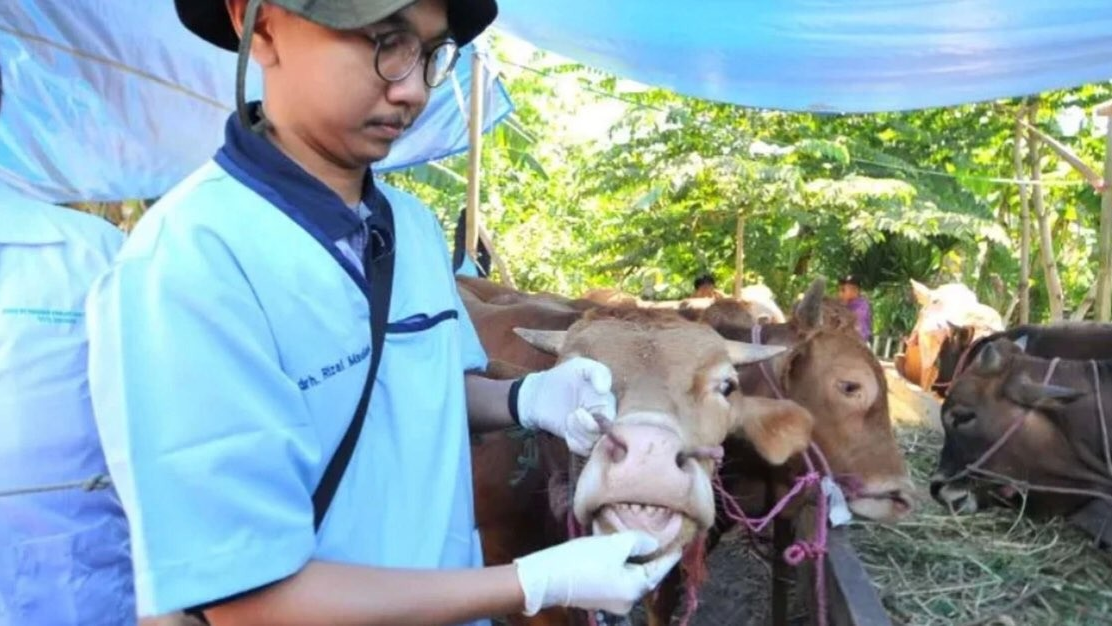 Ilustrasi seorang petugas sedang mengecek kesehatan seekor sapi (Foto: Istimewa)