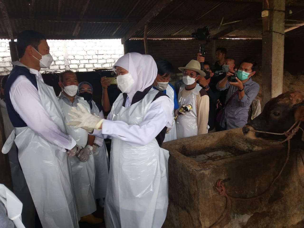 Gubernur Jawa Timur, Khofifah Indar Parawansa meninjau peternak sapi di Kecamatan Tikung. (Foto: Imron Rosidi/ngopibareng.id)