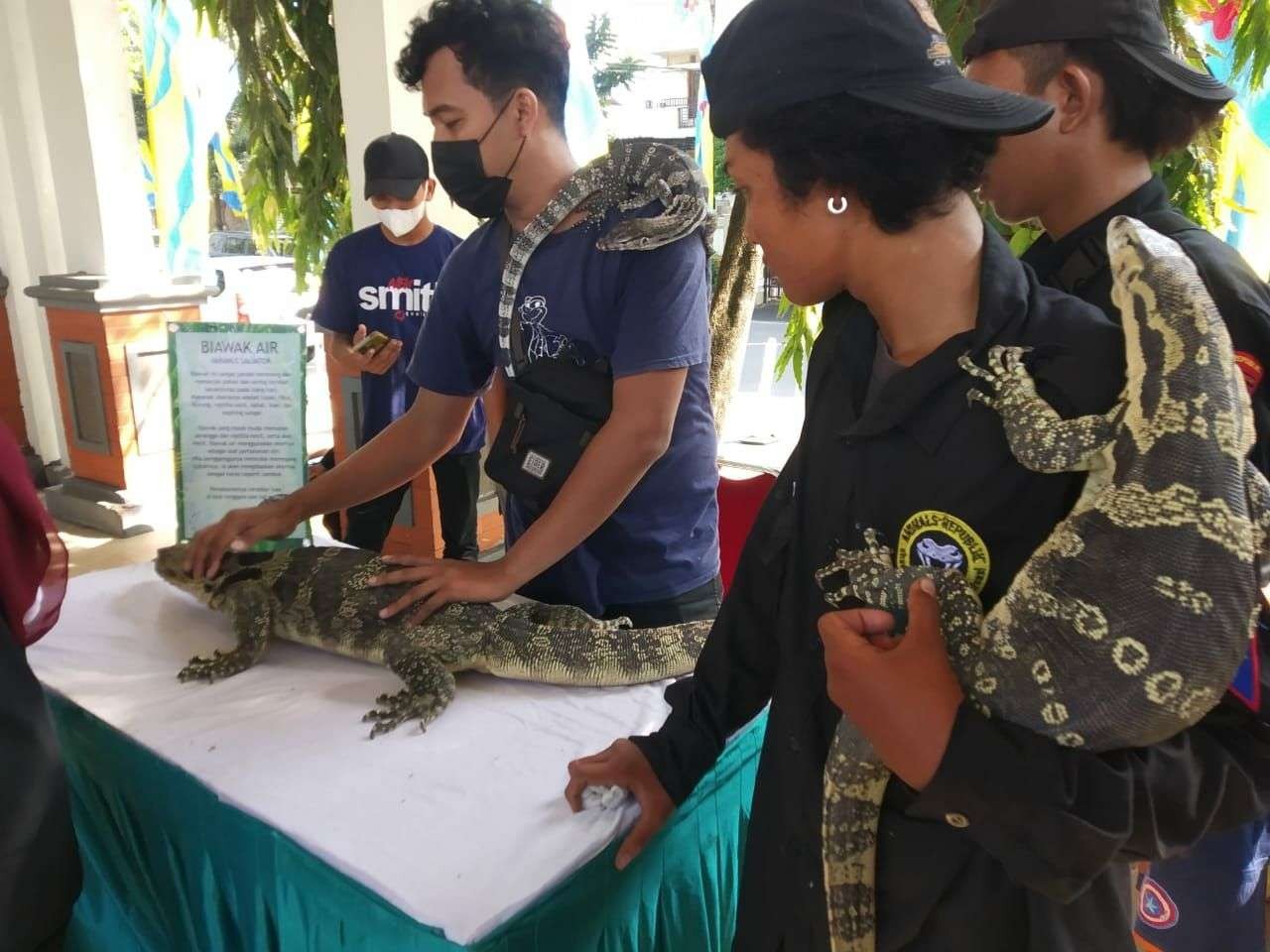 Nyambik atau biawak asal Lamongan yang pernah juara reptil nasional saat dihadirkan di ajang kontes reptil di Alun-alun Lamongan, Minggu 22 Mei 2022 (Foto : Imron Rosidi/Ngopibareng.id)