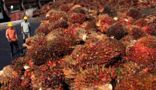 Ilustrasi terkait tingginya harga minyak goreng, kelapa sawit / CPO  menjadi buah simalakama (Foto: istimewa)