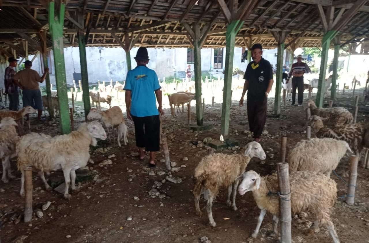 Wabah PMK sudah mulai menyerang kambing. Penutupan pasar hewan harus dilakukan! (Foto: Imron Rosidi/Ngopibareng.id)