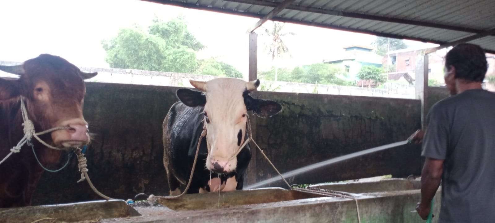 Salah satu peternakan sapi di Kota Malang, Jawa Timur. (Foto: Lalu Theo/Ngopibareng.id)