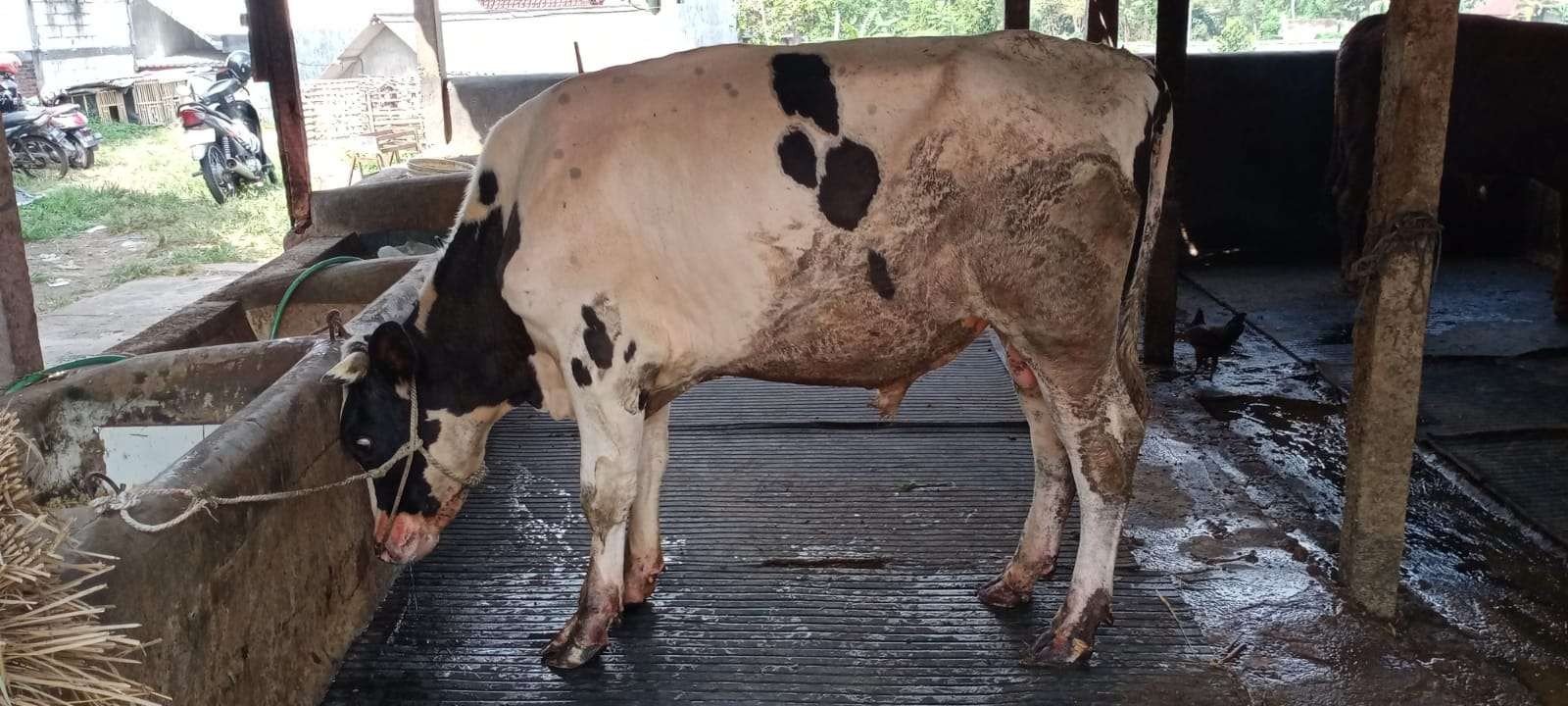 Salah satu peternakan sapi di Malang Raya (Foto: Lalu Theo/ngopibareng.id)