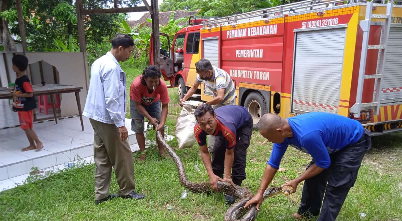 Petugas Satpol PP dan Damkar mengevakuasi ular piton di salah satu rumah warga di Kelurahan Perbon, Kecamatan Tuban., Rabu 25 Mei 2022. (Foto: Istimewa)