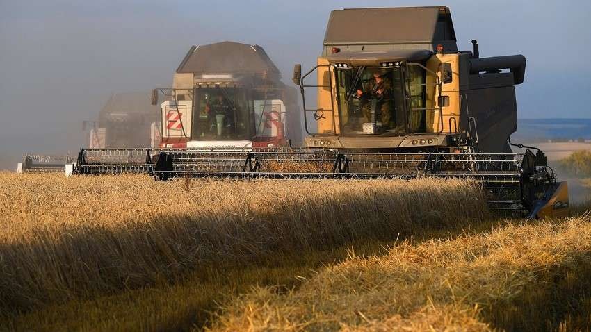 Gandum dari Salah satu kebun di kota Nikolaev, Ukraina Selatan (Foto: Reuters)