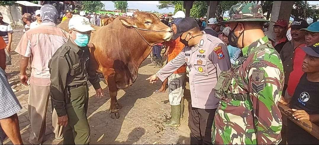 Jajaran Polres dan Kodim 0820 Probolinggo sedang memeriksa sapi-sapi yang dijual di sebuah pasar hewan di Probolinggo. (Foto: Ikhsan Mahmudi/Ngopibareng.id)