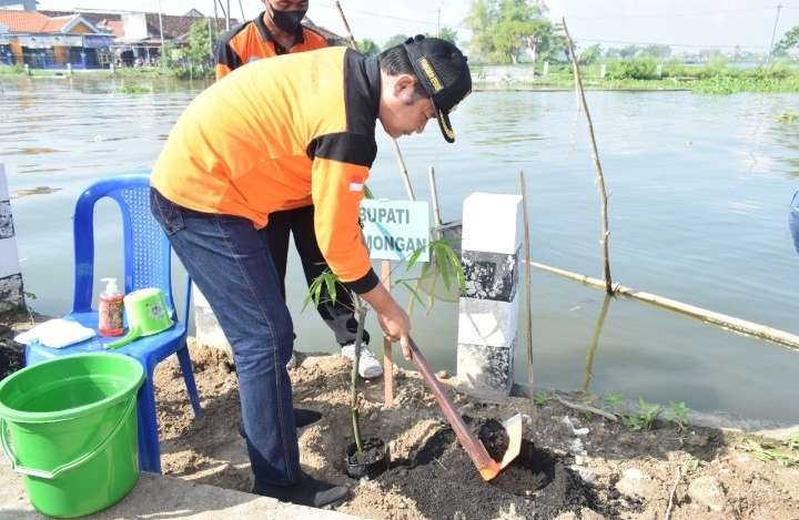 Bupati Lamongan Yuhronur Efendi melakukan penghijauan di sepanjang bantaran Kali Blawi. (Foto: Imron Rosidi/Ngopibareng.id)