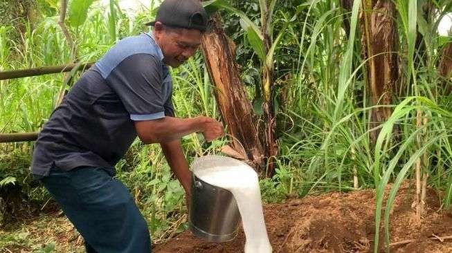 Peternak sapi di Ponorogo terpaksa membuang susu, karena sapinya terjangkit PMK. (Foto: Antara)