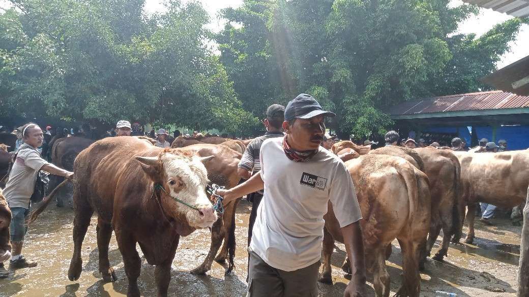 Penyakit Mulut dan Kuku (PMK) di Tuban, Jawa Timur, mengganas. (Foto: Khoirul Huda/Ngopibareng.id)