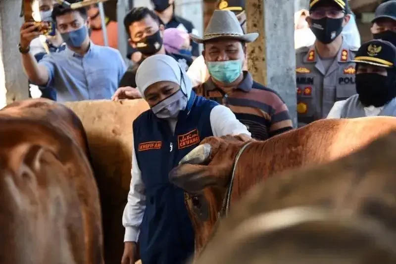 Gubernur Jatim meninjau hewan ternak. (Foto: Dokumen Jatim)