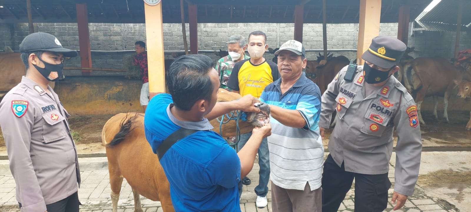 Petugas secara masih melakukan sosialisasi pencegahan dan penanganan PMK (foto:istimewa)