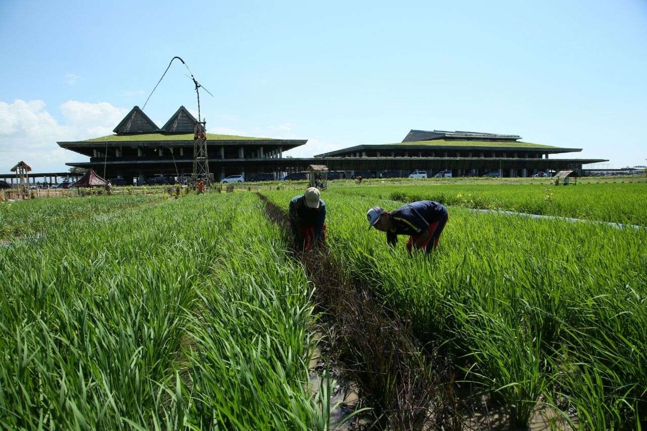 Bandara Banyuwangi menjadibandara pertama berkonsep green airport (foto:istimewa)