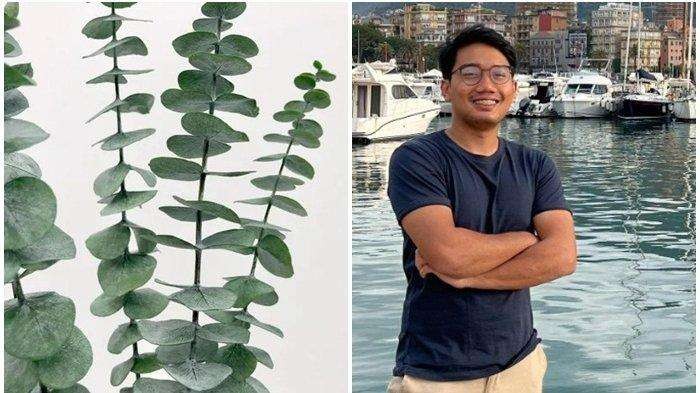 Ilustrasi wangi daun eucalyptus yang dicium Ridwan Kamil dari jasad putranya, Eril. (Foto: Istimewa)