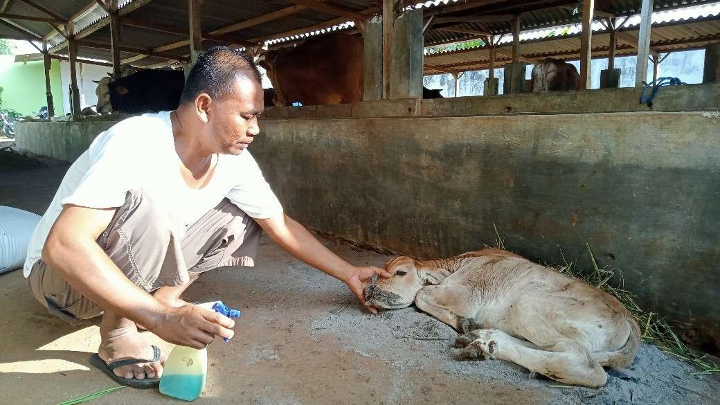 Peternak Tuban sedang memberikan obat kepada sapi yang terjangkit PMK (Foto: Khoirul Huda/Ngopibareng.id)