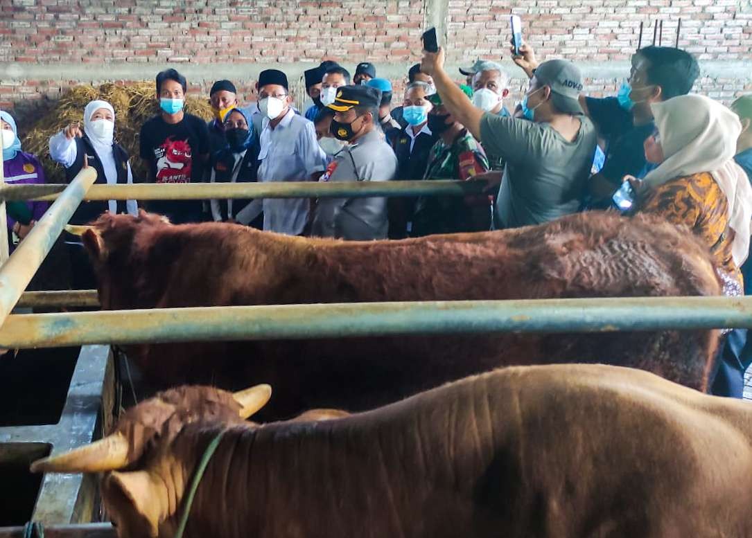 Gubernur Jawa Timur Khofifah Indar Parawansa saat kunjungi ternak sapi warga Sidoarjo (Foto: Aini/Ngopibareng.id)