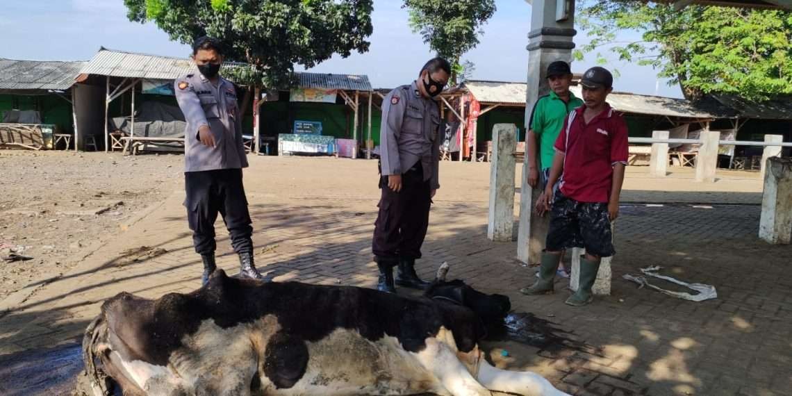 Jajaran Polsek Wonoasih menemukan sapi tergeletak di Pasar Hewan Wonoasih, Kota Probolinggo. (Foto: Ikhsan Mahmudi/Ngopibareng.id)