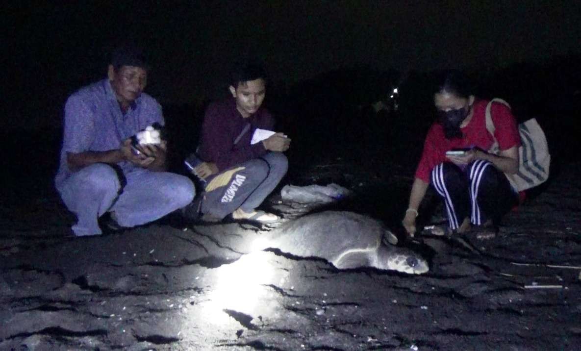 Relawan dan petugas mengawasi proses bertelurnya penyu lekang di kawasan pantai Boom, Banyuwangi (Foto: Istimewa)