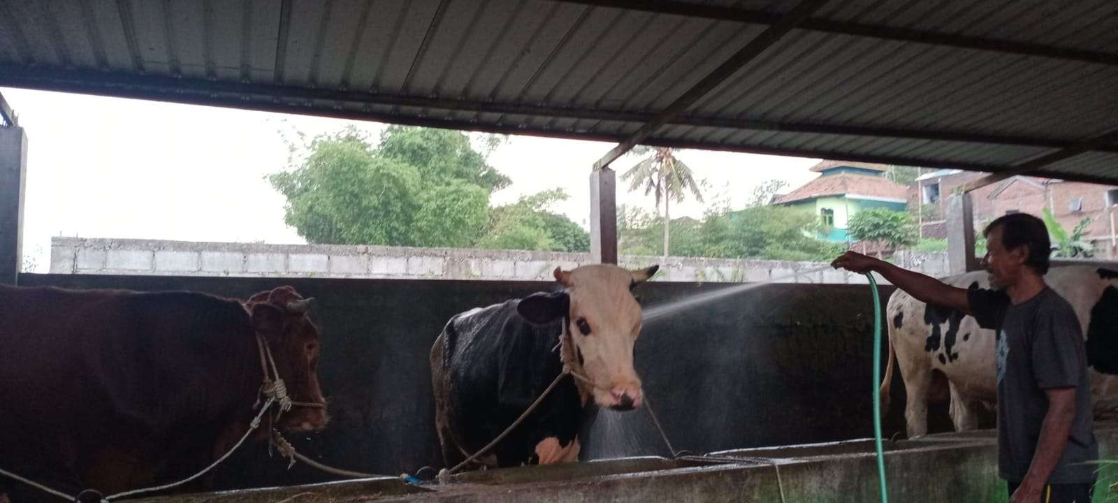 Salah satu peternakan sapi di Kota Malang, Jawa Timur. (Foto: Lalu Theo/Ngopibareng.id)