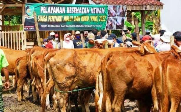 Pemerintah melakukan berbagai upaya untuk  hindari meluasnya wabah PMK, salah satunya melalui vaksinasi. (Foto: Istimewa)