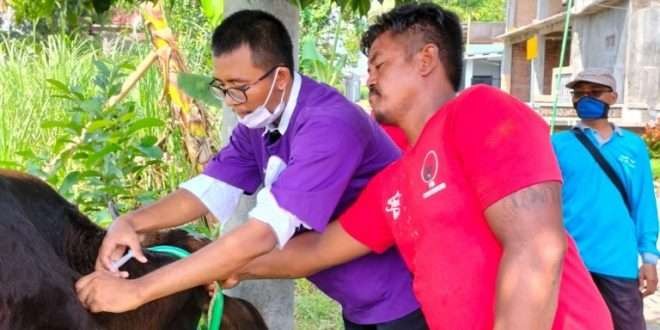 Dinkes Kota Pasuruan menangani sapi yang terpapar PMK dengan cepat dan baik. (Foto: Istimewa)