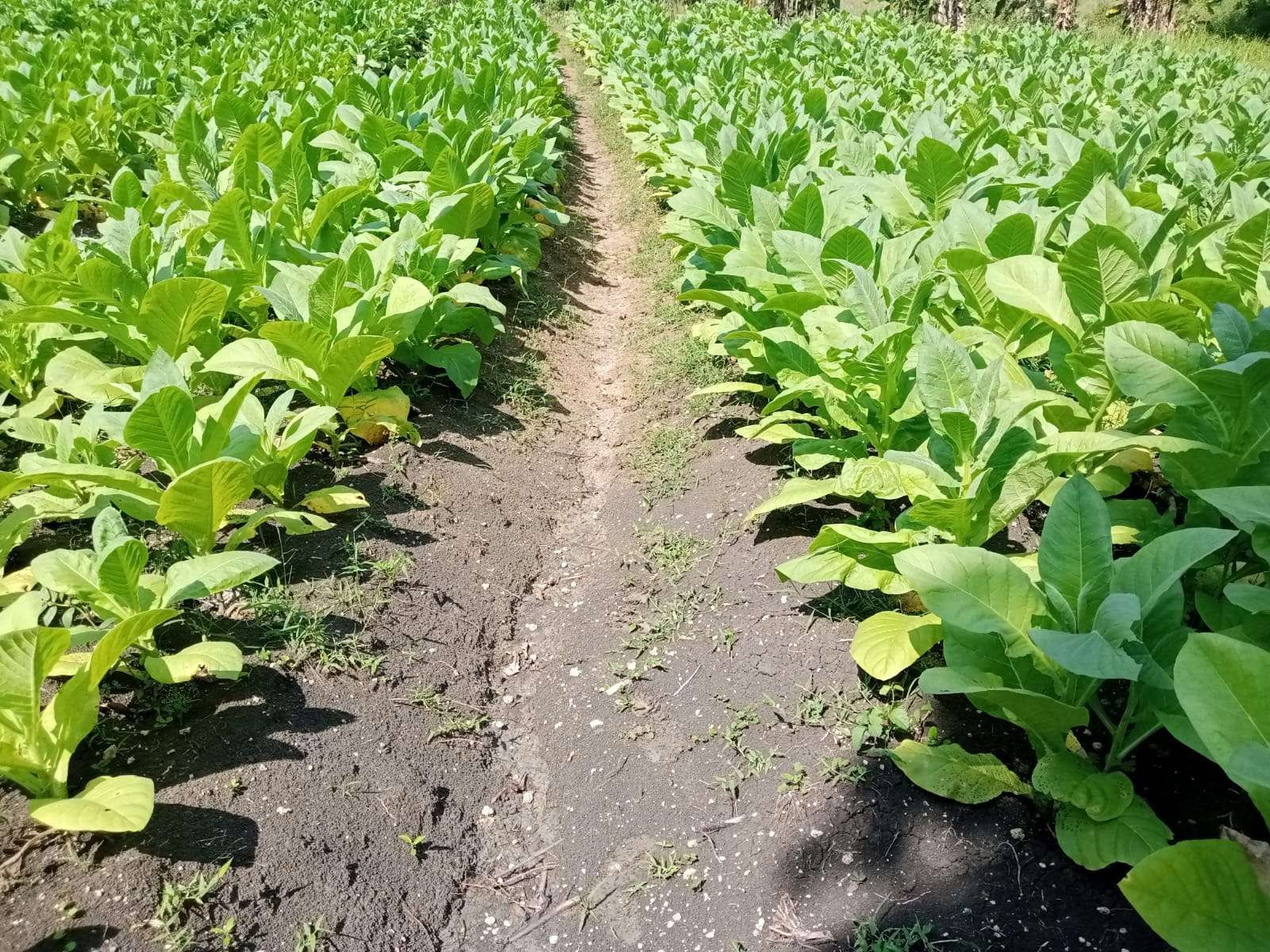 Tanaman tembakau yang ditanam awal Mei di Desa Cengkir, Kecamatan Kepohbaru, Bojonegoro, Jawa Timur. (Foto: Istimewa)