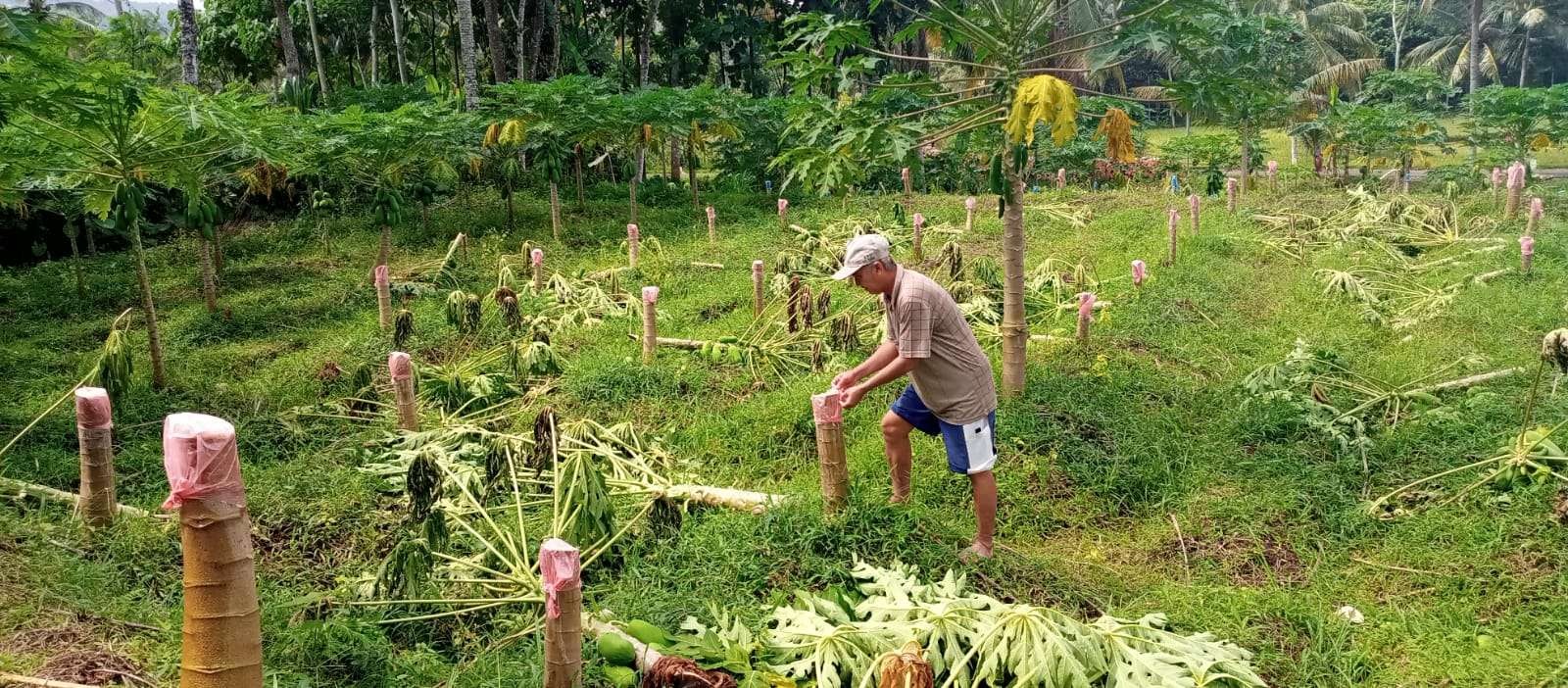 Sumianta, saudara korban membungkus pohon pepaya yang sudah terpotong dengan plastik. (Foto: Istimewa)