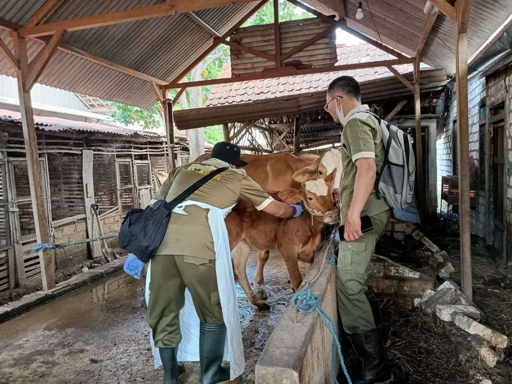 Sapi sehat di Tuban, Jawa Timur, mulai disuntik vaksin PMK. (Foto: Khoirul Huda/Ngopibareng.id)