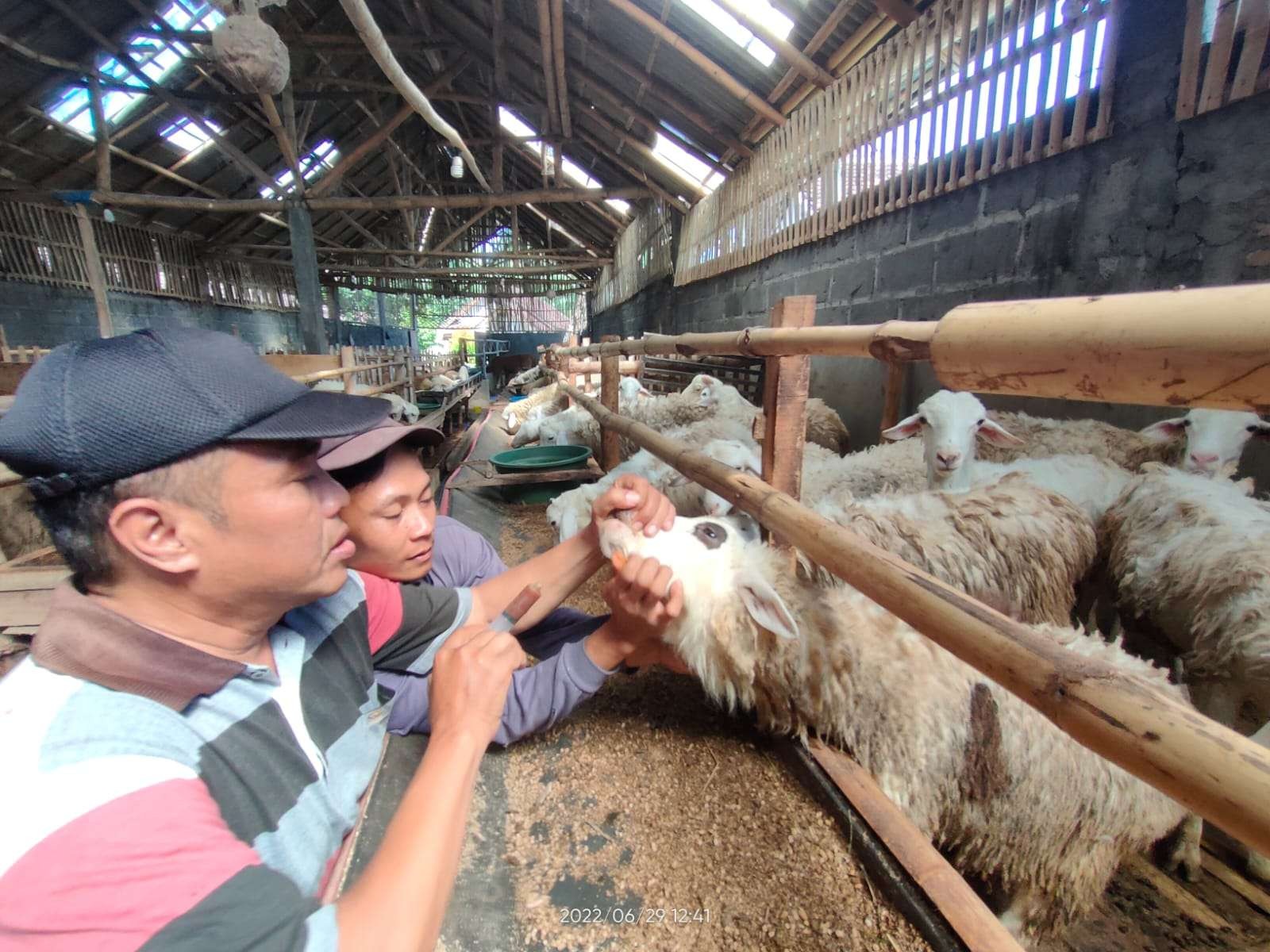 Proses penyemprotan minyak batok kelapa ke mulut kambing untuk mencegah PMK. (Foto: Istimewa)