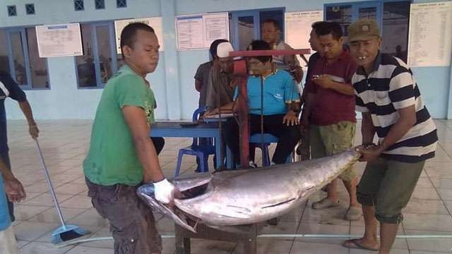 Tuna Rasa Baby Lobster. Tuna sirip kuning hasil tangkapan nelayan Sinjai di Pelabuhan Ikan Tamperan. (Foto:OL)