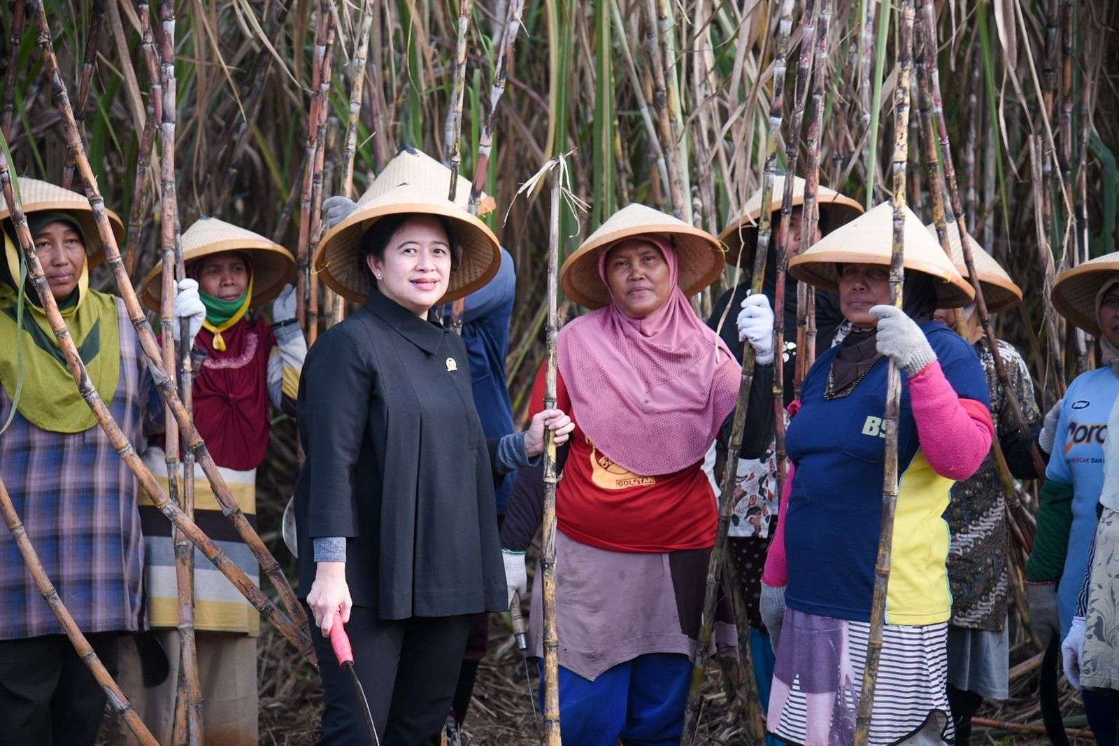 Ketua PDIP merangkap Ketua DPR Puan Marani bersama petani yang sedang memanen tebu di Kecamatan Astanajapura, Cirebon, Jawa Barat. (Foto: Istimewa)