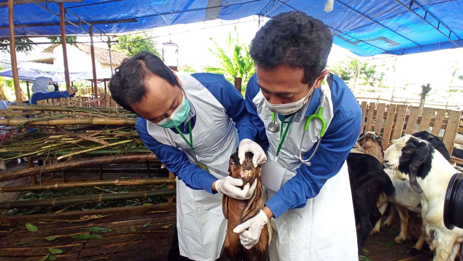 Petugas dari Dinas Pertanian dan Pangan Banyuwangi memeriksa kondisi kambing yang dijual di salah satu bidak. (Foto: Muh Hujaini/Ngopibareng.id)