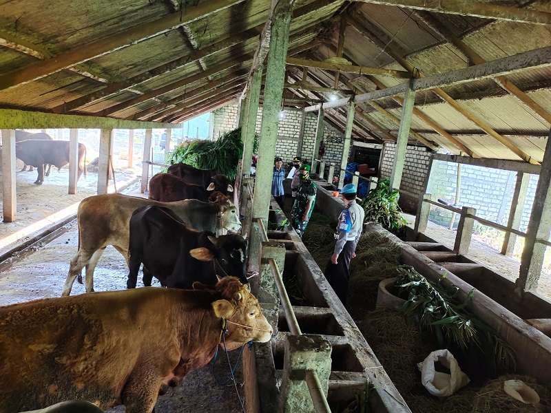 Babinsa setiap Koramil dan Kodim 0812 Lamongan memantau sekaligus mengingatkan peternak untuk menjaga kesehatan sapi peliharaannya dari wabah Penyakit Mulut dan Kuku atau PMK, mengingat pemohon izin pemotongan hewan membeludak jelang Idul Adha. (Foto: Istimewa)