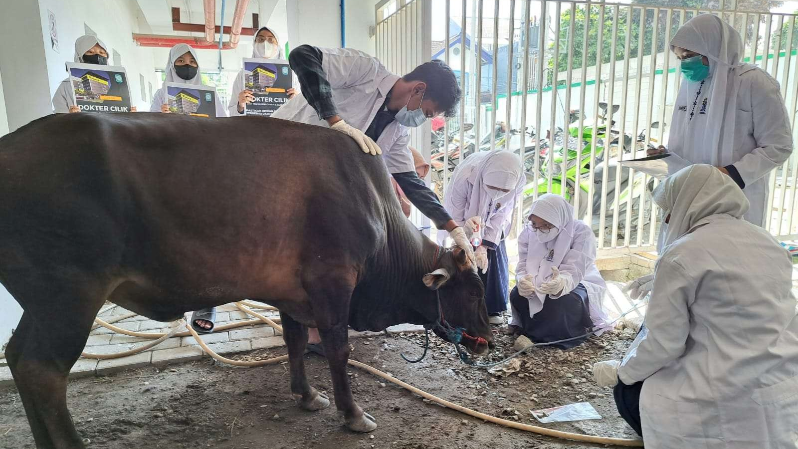 Pemeriksaan sapi yang dilakukan oleh para dokter cilik Spemma menjelang hari raya Idul Adha. (Foto: Pita Sari/Ngopibareng.id)