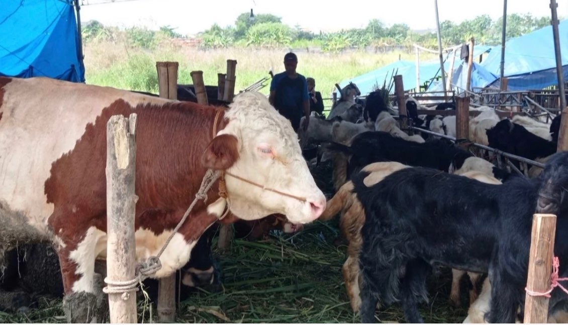 Sapi merupakan salah satu hewan dikurbankan saat Idul Adha (Foto: Andhi Dwi/Ngopibareng.id)