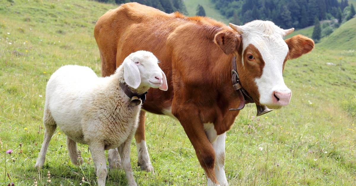 Kambing dan sapi, di antara jenis hewan kurban yang dianjurkan. (Foto:Istimewa)