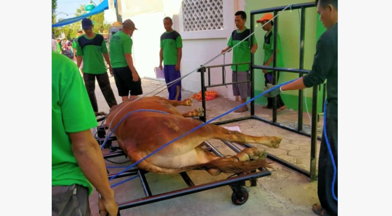 Sapi yang hendak disembelih menggunakan alat perebah sapi. Video Masjid Jogokariyan yang menggunakan alat serupa pun viral. (Foto: Twitter)