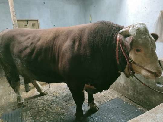 Sapi kurban sumbangan Presiden Jokowi di Masjid Al Akbar (Masjid Agung), Surabaya. (Foto: Istimewa)