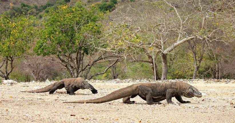 Wisata ke Taman Nasional Komodo dipatok tiker termahal Rp 3,75 juta. Pengumuman resmi pada Jumat, 29 Juli 2022. Tiket berlaku mulai 1 Agustus mendatang. (Foto: Istimewa)