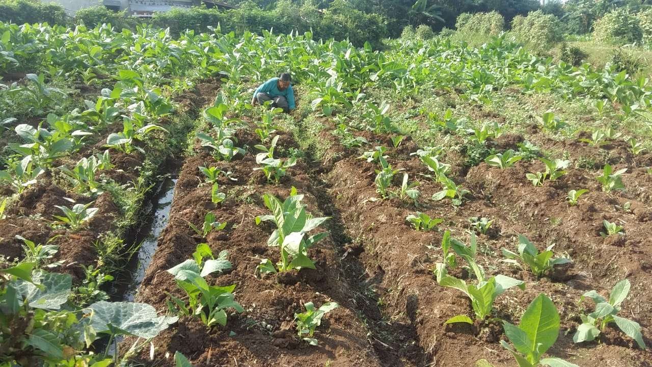 Salah satu lahan tembakau di Kabupaten Probolinggo.(Foto: Ikhsan Mahmudi/Ngopibareng.id)