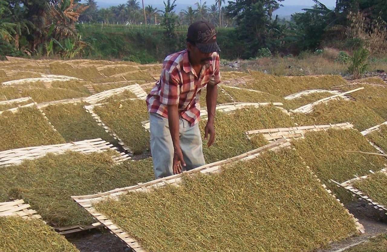 Petani tembakau di Kabupaten Probolinggo yang panen awal sedang menjemur tembakau rajangan. (Foto: Ikhsan Mahmudi/Ngopibareng.id)