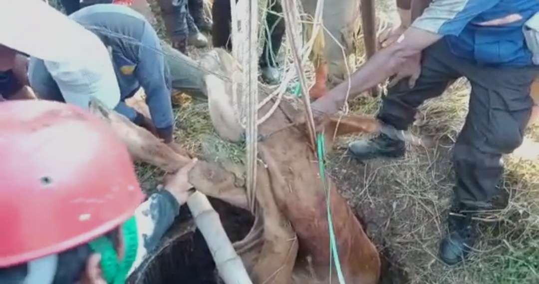 Evakuasi sapi kecebur sumur di Kepuhpandak, Kutorejo, Mojokerto. (Foto: Deni Lukmantara/Ngopibareng.id)