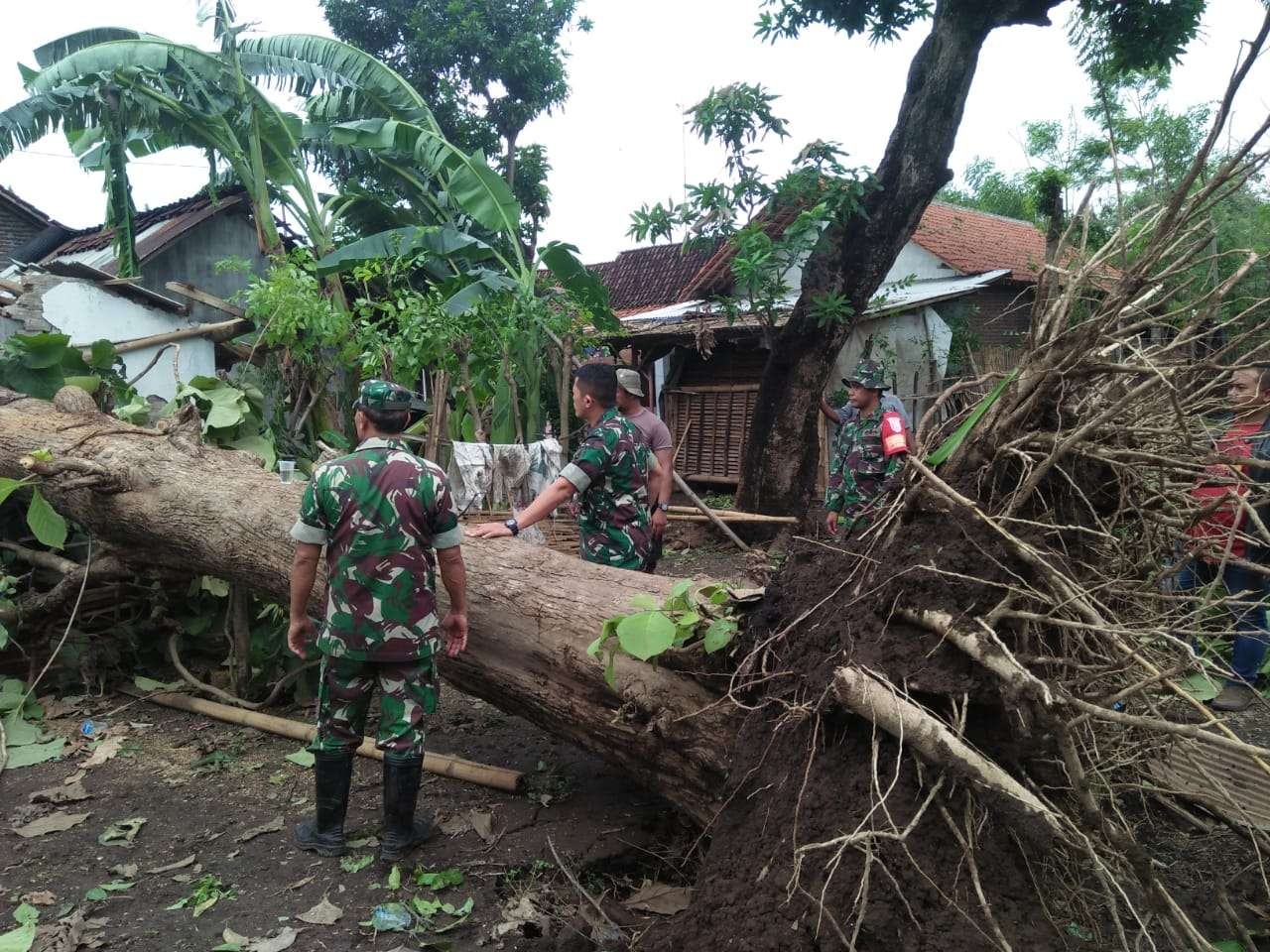 Angin gending di Probolinggo, Jawa Timur, berpotensi menumbangkan pohon karena itu harus diwaspadai terutama saat puncaknya di bulan Agustus mendatang. (Foto: Ikhsan Mahmudi/Ngopibareng.id)