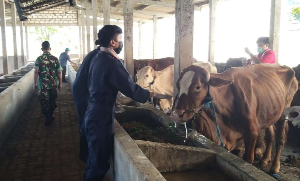 Sapi sembelihan Iduladha di Lamongan terbebas PMK (Foto: Imron Rosidi/Ngopibareng.id)