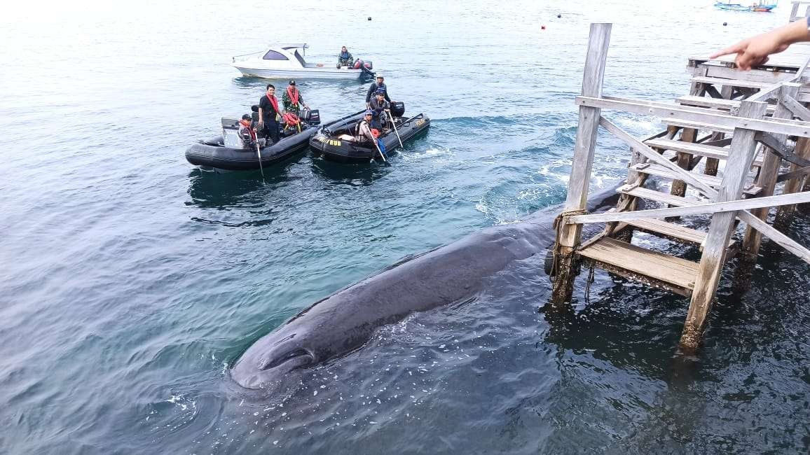 Paus sperma yang terdampar di perairan  Bulusan (Foto: Muh Hujaini/Ngopibareng.id)